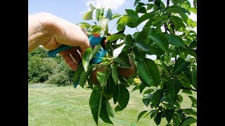 taille en vert des arbres fruitiers [upl. by Fortunna]