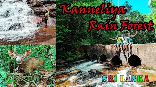 Kanneliya Rain Forest  කන්නෙලිය  VLOG No 06 [upl. by Glassman]