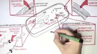 Microbiology  Antibiotics Mechanisms of Action [upl. by Lever734]