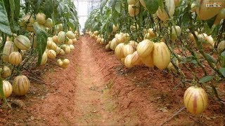 WOW Amazing Agriculture Technology  Pepino Melon [upl. by Amor]