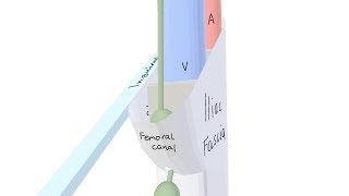 3D Tour of the Femoral Canal [upl. by Seraphine988]