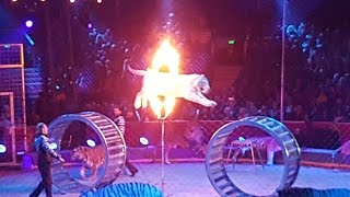 MonteCarlo Circus Festival 2017 Zapashny brothers Tigers leap through flaming hoops [upl. by Trevlac]