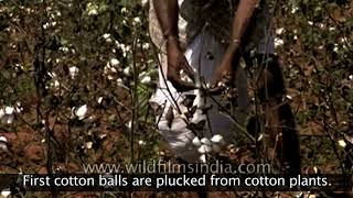 Cotton Textile Industry in India [upl. by Jessa]