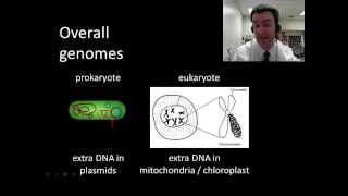 Prokaryotic vs eukaryotic genomes [upl. by Sands333]