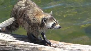 Raccoon eating crayfish [upl. by Cheri296]