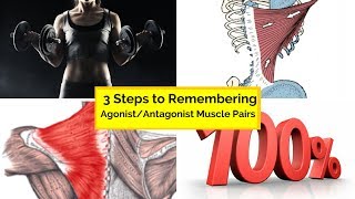 3 steps to remembering agonist antagonist muscle pairs [upl. by Annawik246]