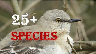 Northern Mockingbird Mimics over 25 bird species [upl. by Sumerlin]