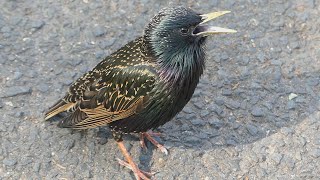 Starling birds variety of calls and sounds [upl. by Lipscomb251]