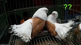 Taganrog tumbler pigeon bird  Beautiful fancy pigeons for sale  kobutor palon [upl. by Coleville33]