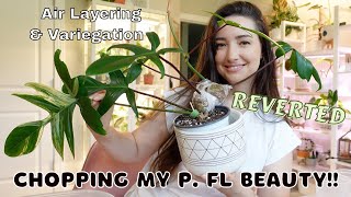 Chopping my REVERTED Philodendron Florida Beauty  Air Layering and Variegated Plants Care Tips [upl. by Madeleine863]