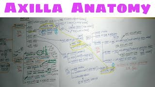 Axilla Anatomy  Part 2  TCML Anatomy Chart [upl. by Rodriguez471]