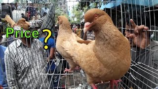 King pigeon  কিং কবুতর  Price of king kabootar  kobutor palon bangladesh [upl. by Eneluqcaj]