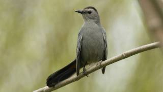 How Nature Works Catbird Mimicry [upl. by Irvin]