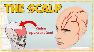 Anatomy of the Scalp [upl. by Daniyal]