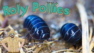 Roly Poly Video For Kids  Backyard Adventures [upl. by Nywrad]