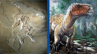 The Most Important Discoveries in Paleontology  Part 1 [upl. by Nimref501]