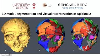 Homo Sapiens Dispersals Out of Africa [upl. by Vey]