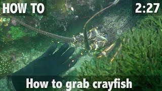 How to Grab Crayfish Rock lobster [upl. by Leah]