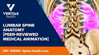 Lumbar Spine Anatomy Peerreviewed Medical Animation [upl. by Zeba]