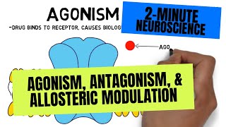 2Minute Neuroscience Agonism Antagonism amp Allosteric Modulation [upl. by Annoid233]