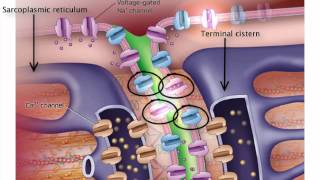 ExcitationContraction Coupling [upl. by Corri]