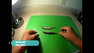 Best way to keep Anchovies on the hook Simple Easy Effective [upl. by Ahtreb]