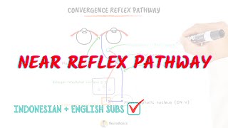 Near reflex pathway  Convergence and Accommodation reflex  Neuroaholics [upl. by Herrera581]