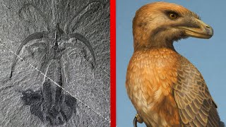 The Most Important Discoveries in Paleontology  Part 2 [upl. by Leryt908]