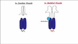 Dantrolene amp Calcium Channel Blockers CCBs [upl. by Irwin335]