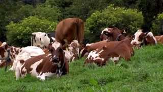 Cómo Criar Ayrshire  How to breed Ayrshire Cattle  English Subtiltles  TvAgro Juan Gonzalo Angel [upl. by Henning]