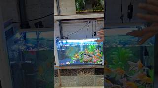 Aquarium Mein Aadha Pani Kyon change karta hai  aquarium fish fishtank shorts viralvideo [upl. by Amarillis768]