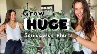 Scindapsus Houseplant Care Tips  How to keep Scindapsus plants alive [upl. by Henghold]