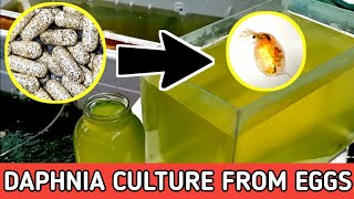 HOW TO HATCH DAPHNIA EGGS  HOW TO CULTURE DAPHNIA [upl. by Ahsla]