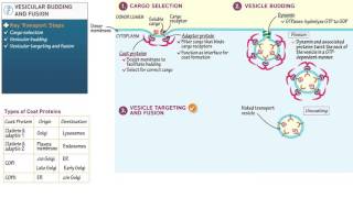 Cell and Molecular Biology Vesicular Budding and Fusion [upl. by Bolitho]