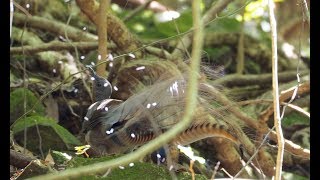 Lyrebird goes crazy mimicking [upl. by Wolram589]