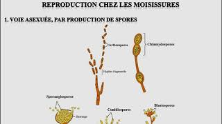 L1SA  Cours de Microbiologie Générale  Mycologie [upl. by Ahsea]