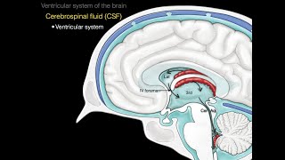 The ventricular system [upl. by Anilat]