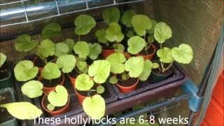 hollyhocks from seed Successful propagation Tips and Help [upl. by Styles]