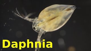 Daphnia [upl. by Waldner]