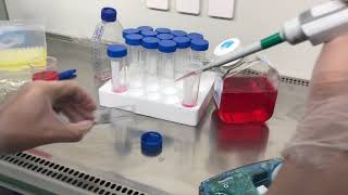 Mammalian cell culture [upl. by Salvidor]