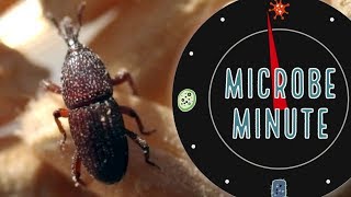 The Grain Weevil’s Bacterial Body Armor  Microbe Minute [upl. by Dacey]