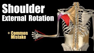 Shoulder External Rotation With Cable [upl. by Hermosa]