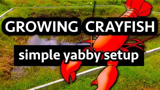 How to Raise CRAYFISH CHEAP Backyard Setup [upl. by Jp384]