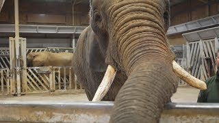 ExtraOrdinary Animal Experience at Colchester Zoo [upl. by Bolton]