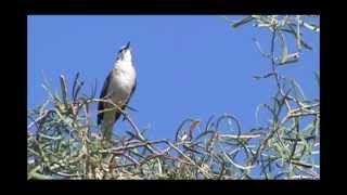 Northern Mockingbird Singing [upl. by Ybbor]