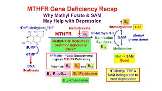 Methyl Folate Deficiency and Depression [upl. by Doerrer923]