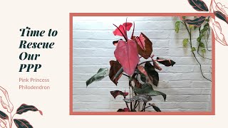 Time to Chop Our Pink Princess Philodendron to Save It [upl. by Hindorff]