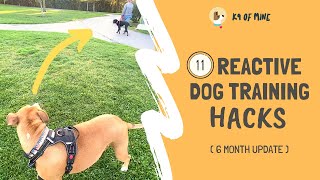 11 Reactive Dog Training Hacks Walking a Dog Who Barks amp Lunges [upl. by Eelek]