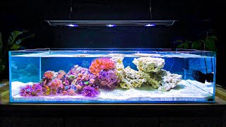 How I Built My Shallow Reef Tank How To Make a Reef Tank [upl. by Nnasor733]