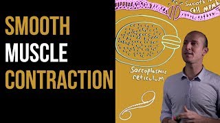 1 Minute Recap  Smooth Muscle Contraction [upl. by Retsof]